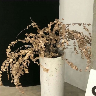 兽设森系风格设计兽圈社群